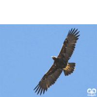 گونه عقاب شاهی Eastern Imperial Eagle